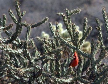 cactus cardinal.jpg