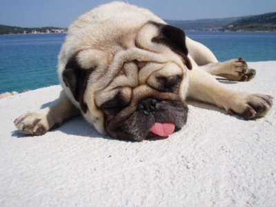 pug0507.jpg