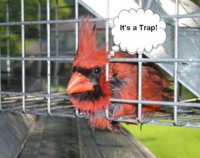 Cardinal Trap.jpg