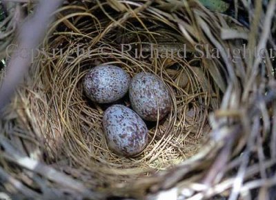 cardinal_eggs2_1972_c.jpg