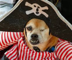 piratedog.jpg