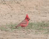 Cardinal.gif