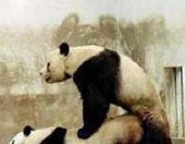 pandas.jpg